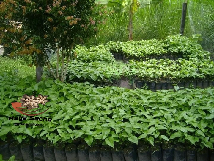 Oportunidades de inversión en el cultivo de Sacha Inchi