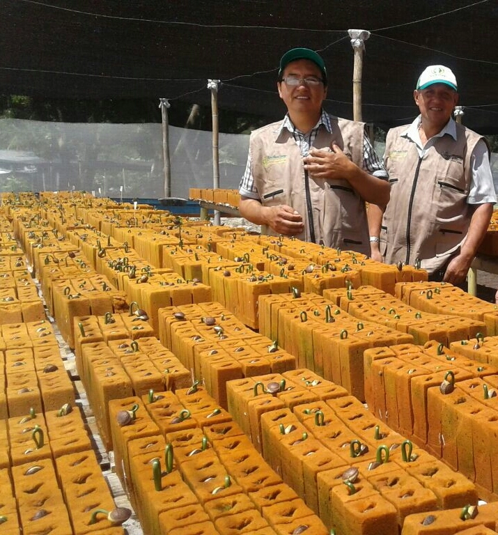 Sacha Inchi en Colombia: potencial agrícola y económico