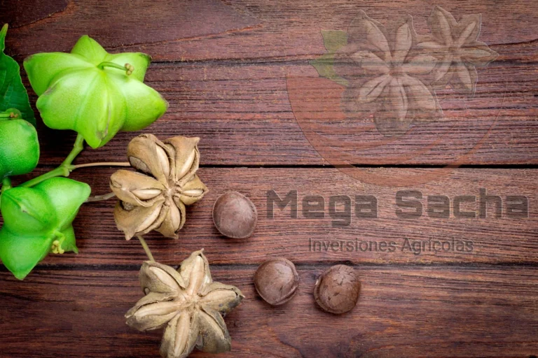 Sacha Inchi y el crecimiento del mercado de superfoods